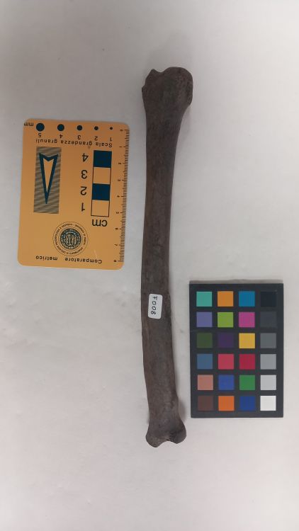 fossile (Lupo - radio, esemplare)