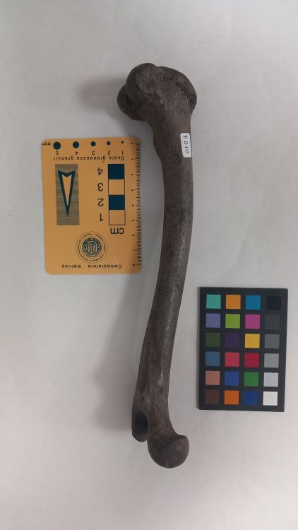 fossile (Lupo - femore, esemplare)
