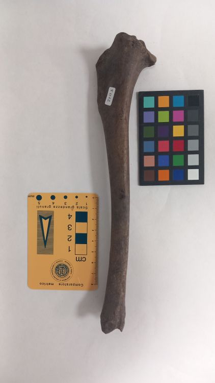 fossile (Lupo - tibia, esemplare)