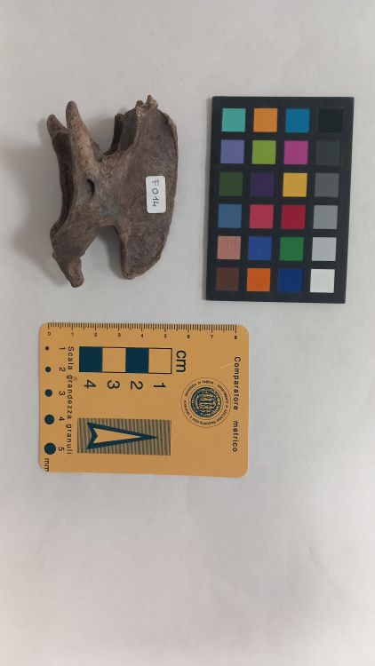 fossile (Lupo - vertebra, esemplare)