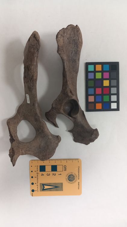 fossile (Lupo - bacino)