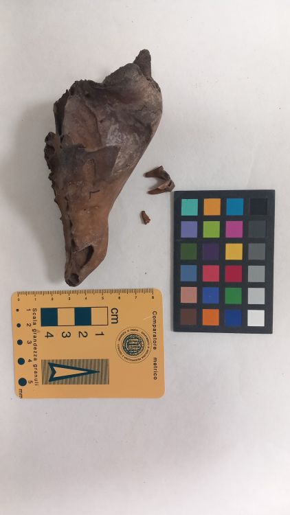 fossile (Cane - cranio, esemplare)