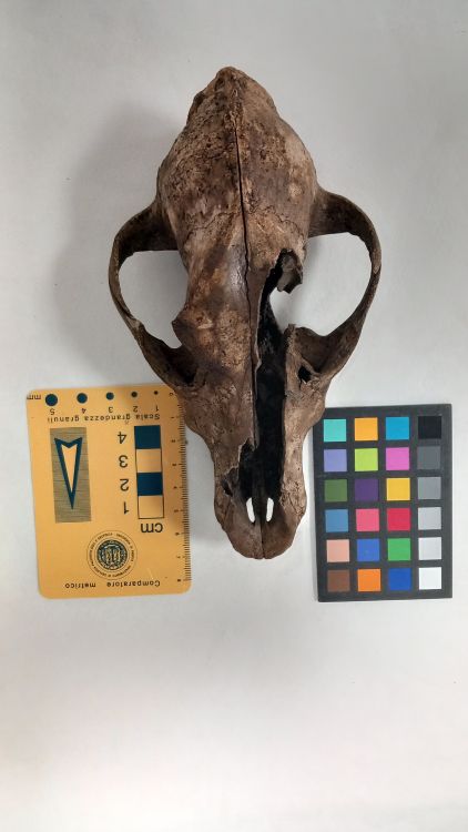 fossile (Cane - cranio, esemplare)