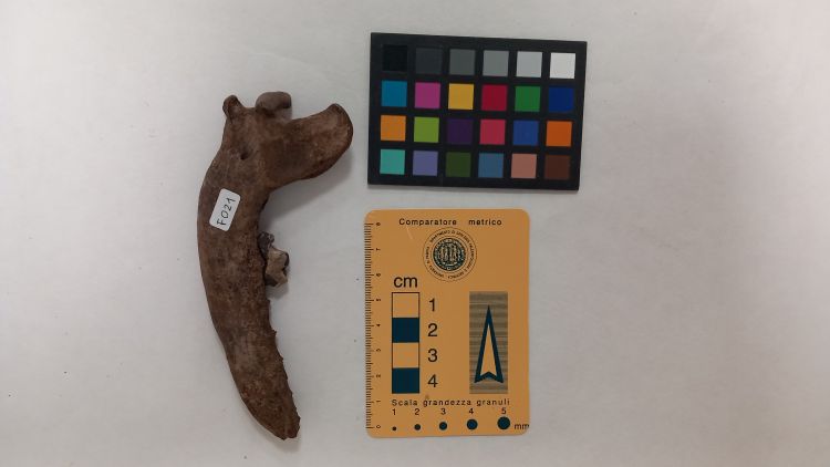 fossile (Cane - ramo mandibolare, esemplare)