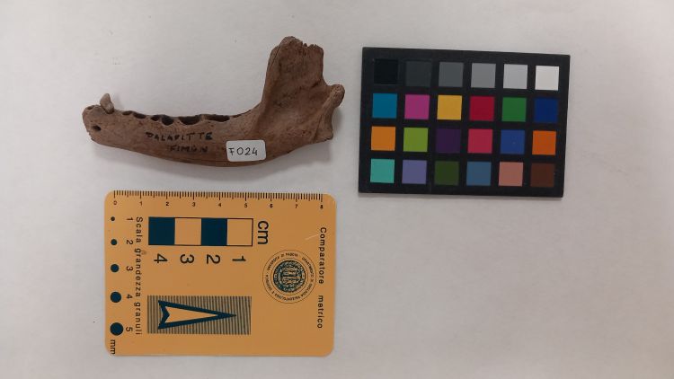 fossile (Cane - ramo mandibolare)