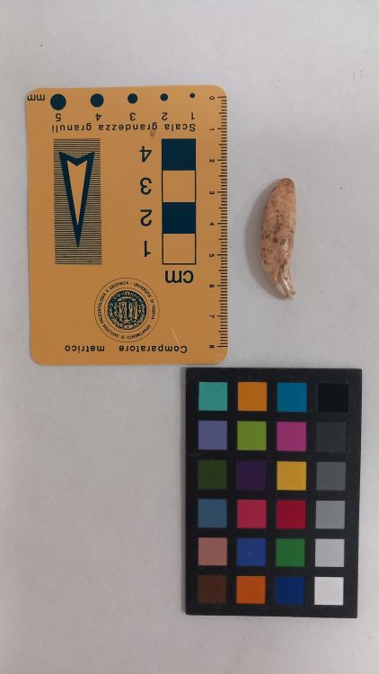 fossile (Cane - canino, esemplare)