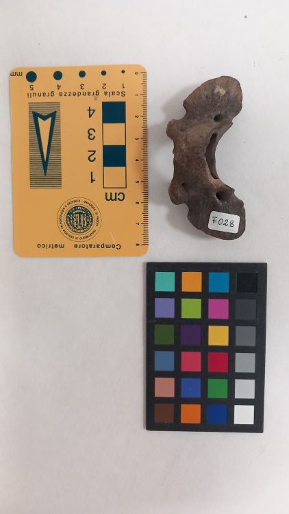 fossile (Cane - vertebra, esemplare)