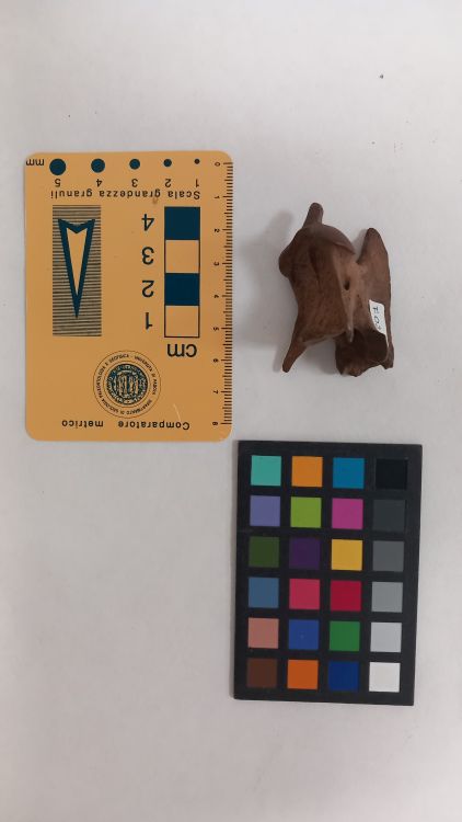 fossile (Cane - vertebra, esemplare)