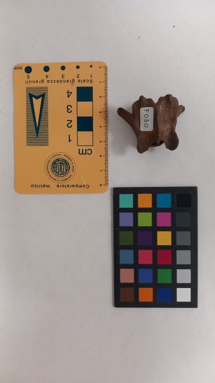 fossile (Cane - vertebra, esemplare)