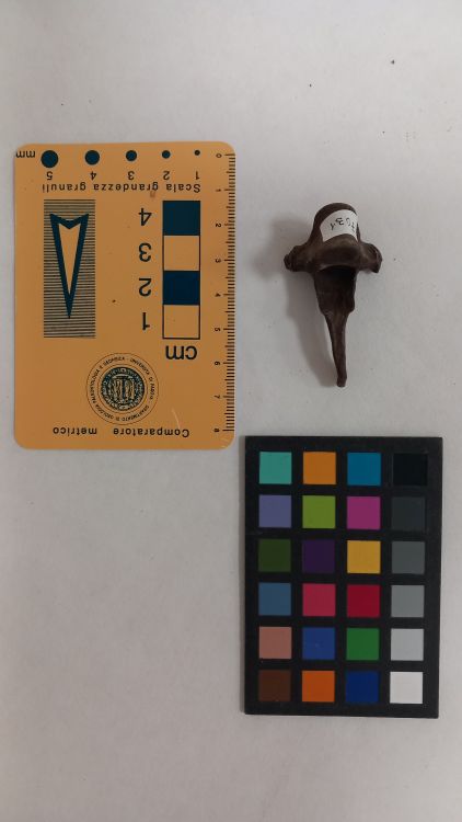 fossile (Cane - vertebra, esemplare)