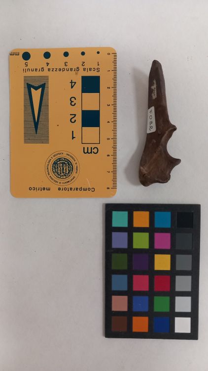 fossile (Cane - ulna, esemplare)