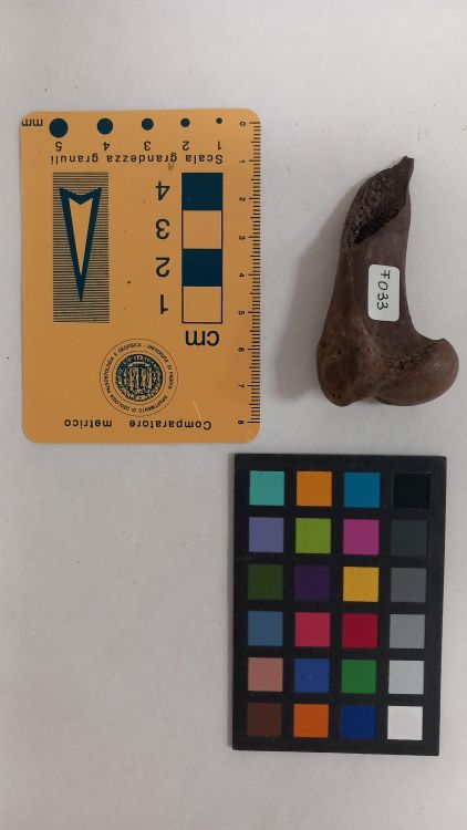 fossile (Cane - omero, esemplare)