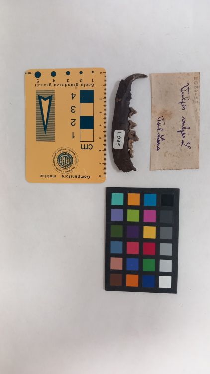 fossile (Volpe - ramo mandibolare, esemplare)