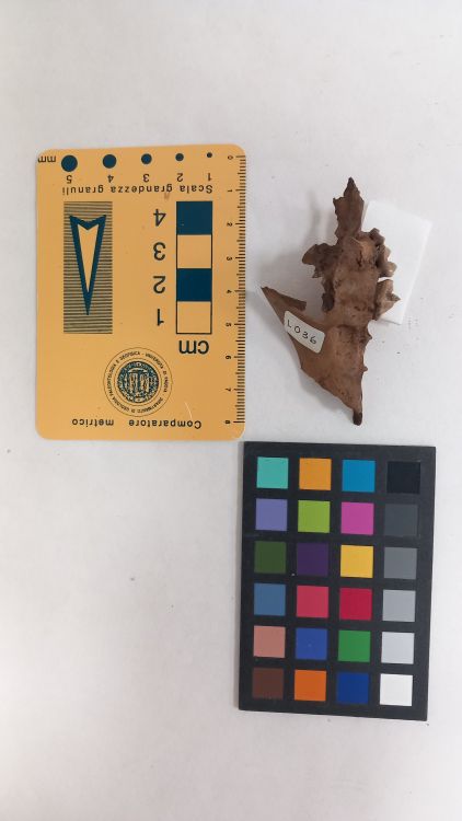 fossile (Volpe - mascellare, esemplare)