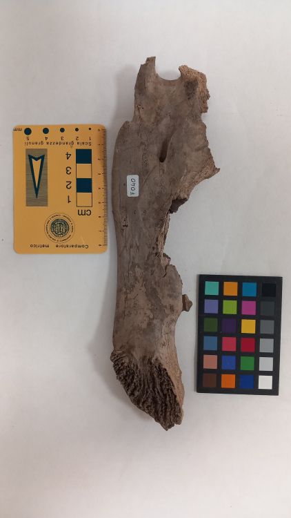 fossile (Orso - ramo mandibolare, esemplare)