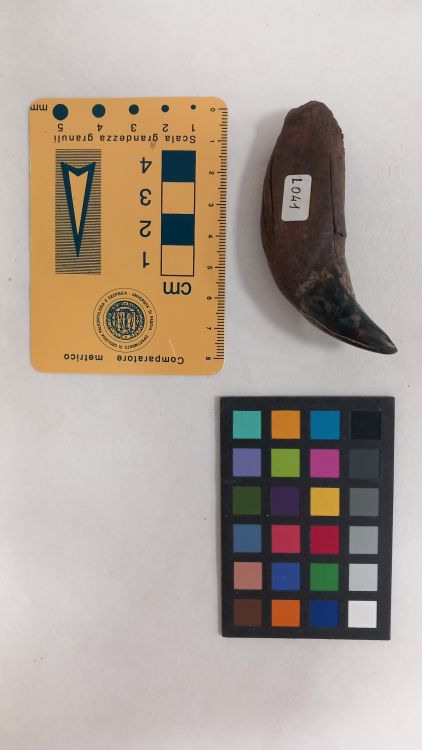 fossile (Orso - dente)