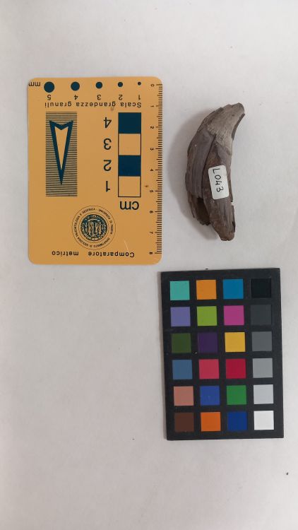 fossile (Orso - dente, esemplare)