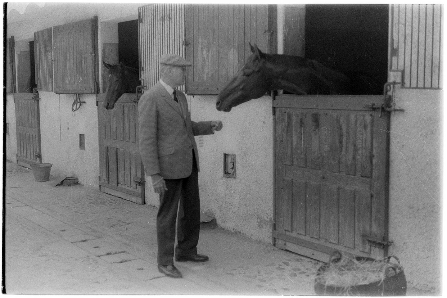 Cavalli. Concorsi ippici (negativo, insieme) di Agenzia Fotogiornalistica Alfa Press Service s.n.c (seconda metà XX)