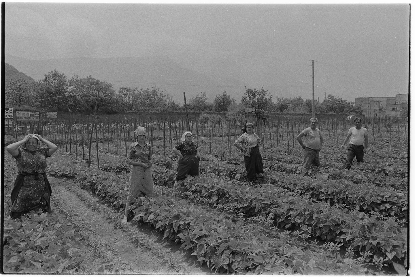 Agricoltura - Coltivazione del pomodoro. La raccolta (negativo, insieme) di Alfa Press Service s.n.c. – Agenzia Fotogiornalistica (seconda metà XX)