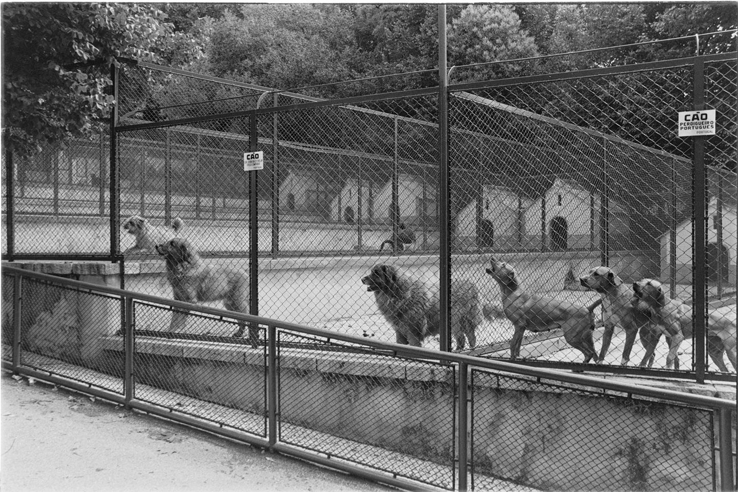 Cani randagi (negativo, insieme) di Alfa Press Service s.n.c. – Agenzia Fotogiornalistica (seconda metà XX)