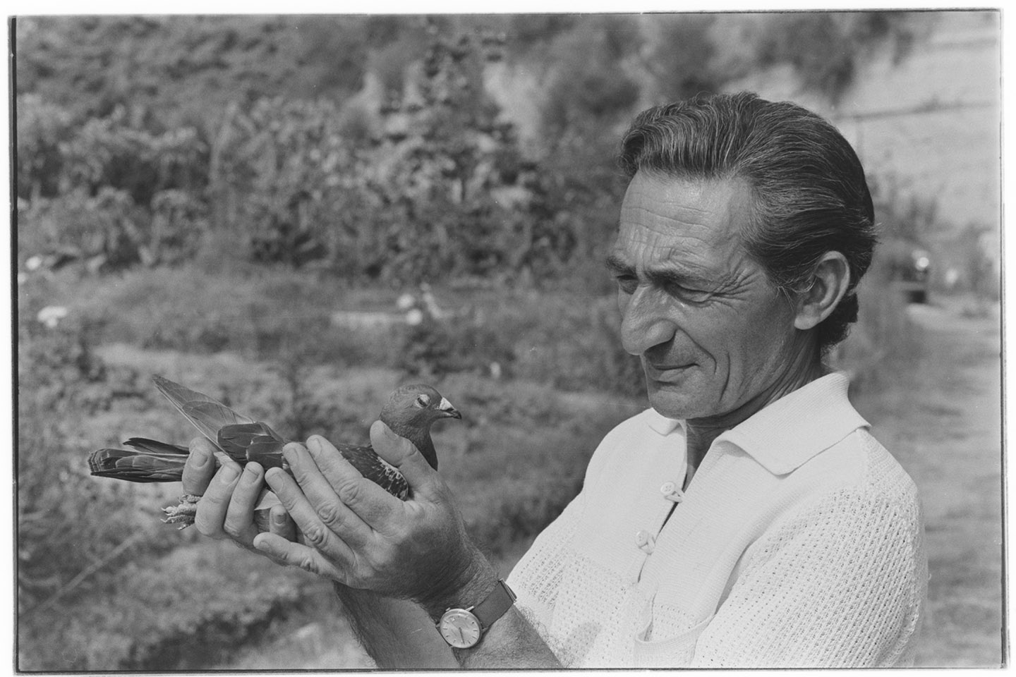 Napoli - Agnano - Allevamento di piccioni viaggiatori (negativo, insieme) di Alfa Press Service s.n.c. – Agenzia Fotogiornalistica (ultimo quarto XX)