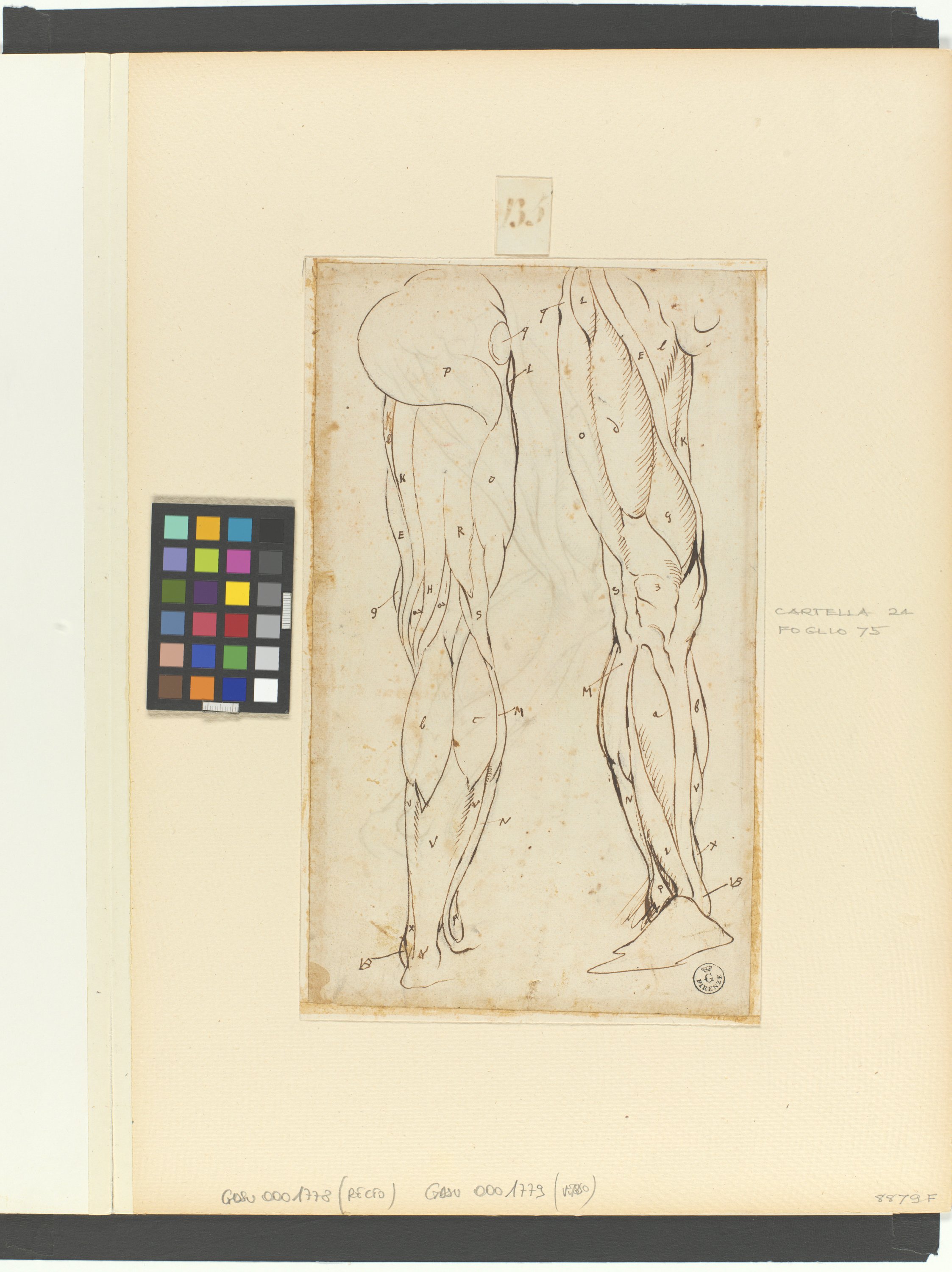 studio di muscolatura di gamba (r.), studio di muscolatura di gamba piegata (v.) (disegno) di Cardi Ludovico detto Cigoli (XVI)