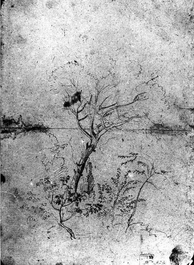 Studio di alberi/Studio di un montone, Studio di alberi/ Studio di un montone (disegno, insieme) di Van Wittel Gaspar (sec. XVIII)