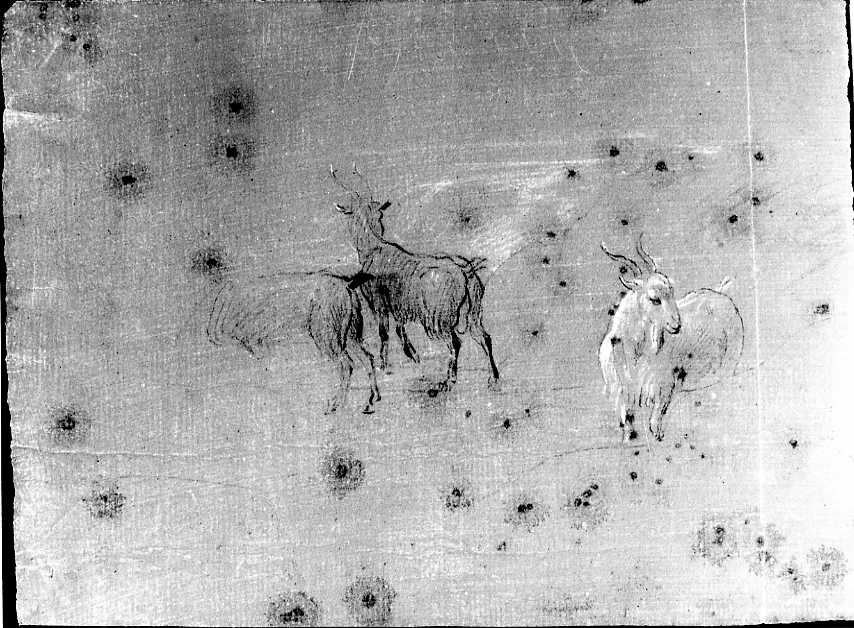 Animali (disegno) di Van Wittel Gaspar (prima metà sec. XVIII)