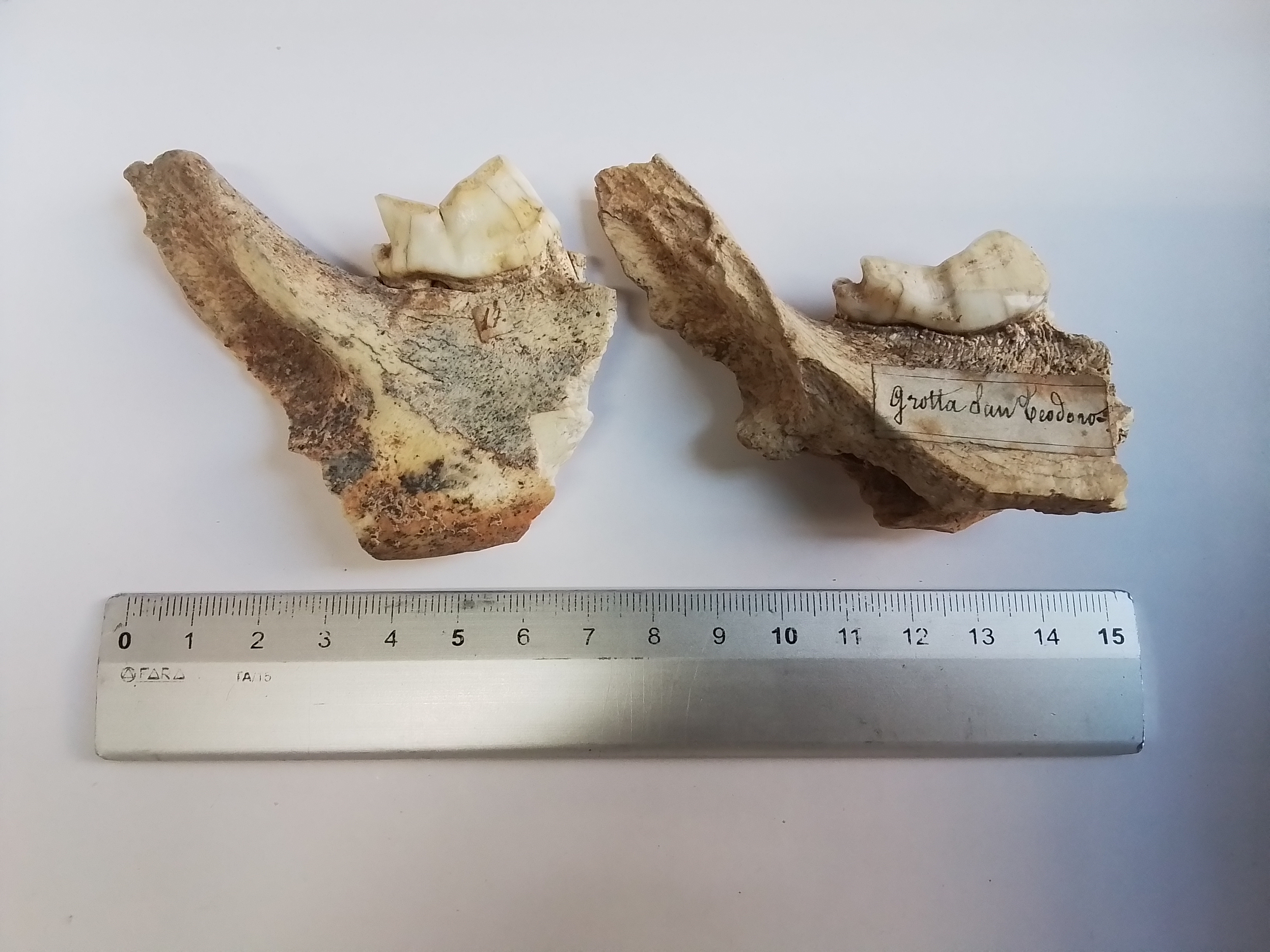 fossile (Emimandibola destra di Crocuta crocuta spelaea, esemplare)