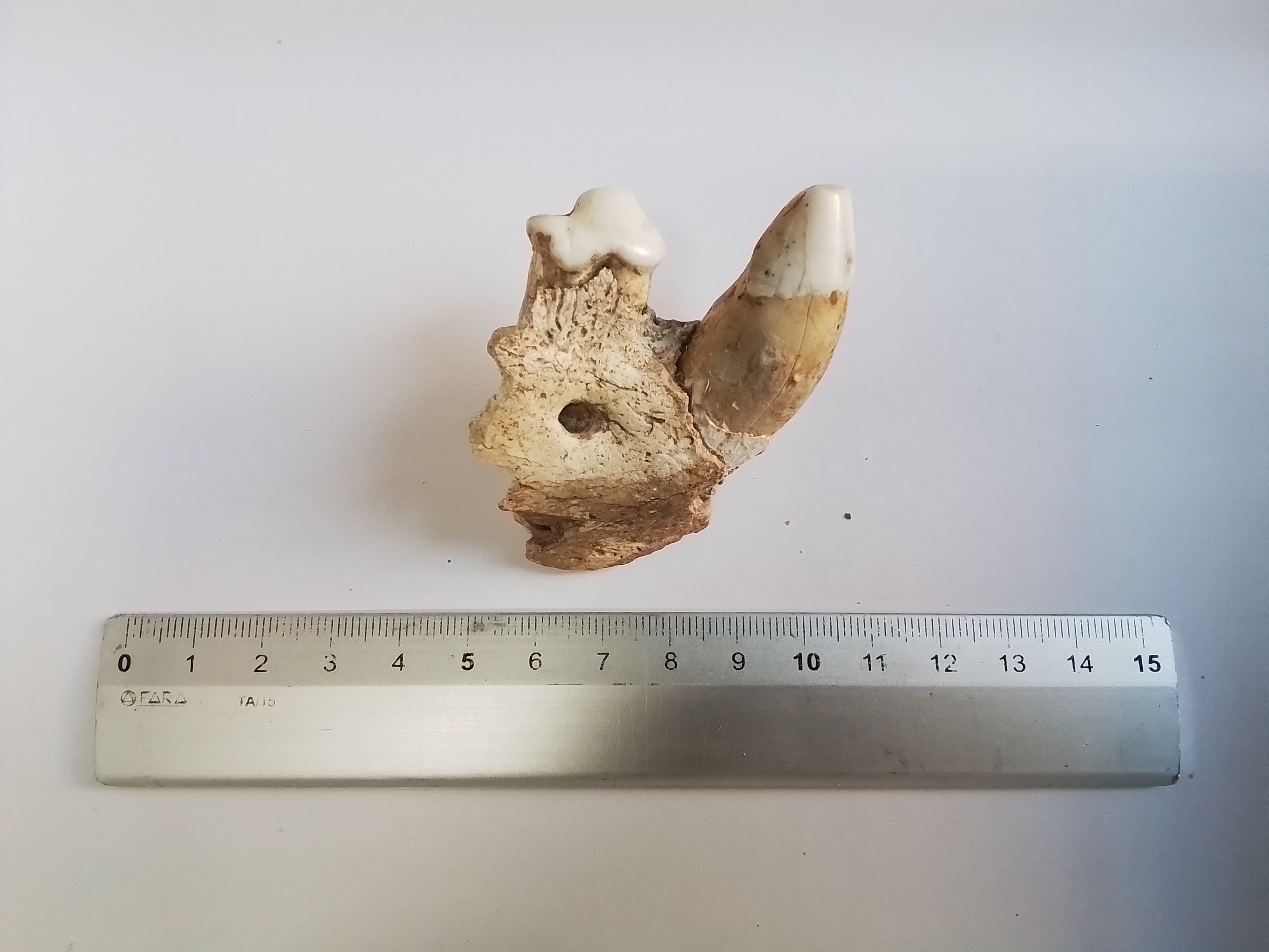 fossile (Emimandibola destra di Crocuta crocuta spelaea, esemplare)