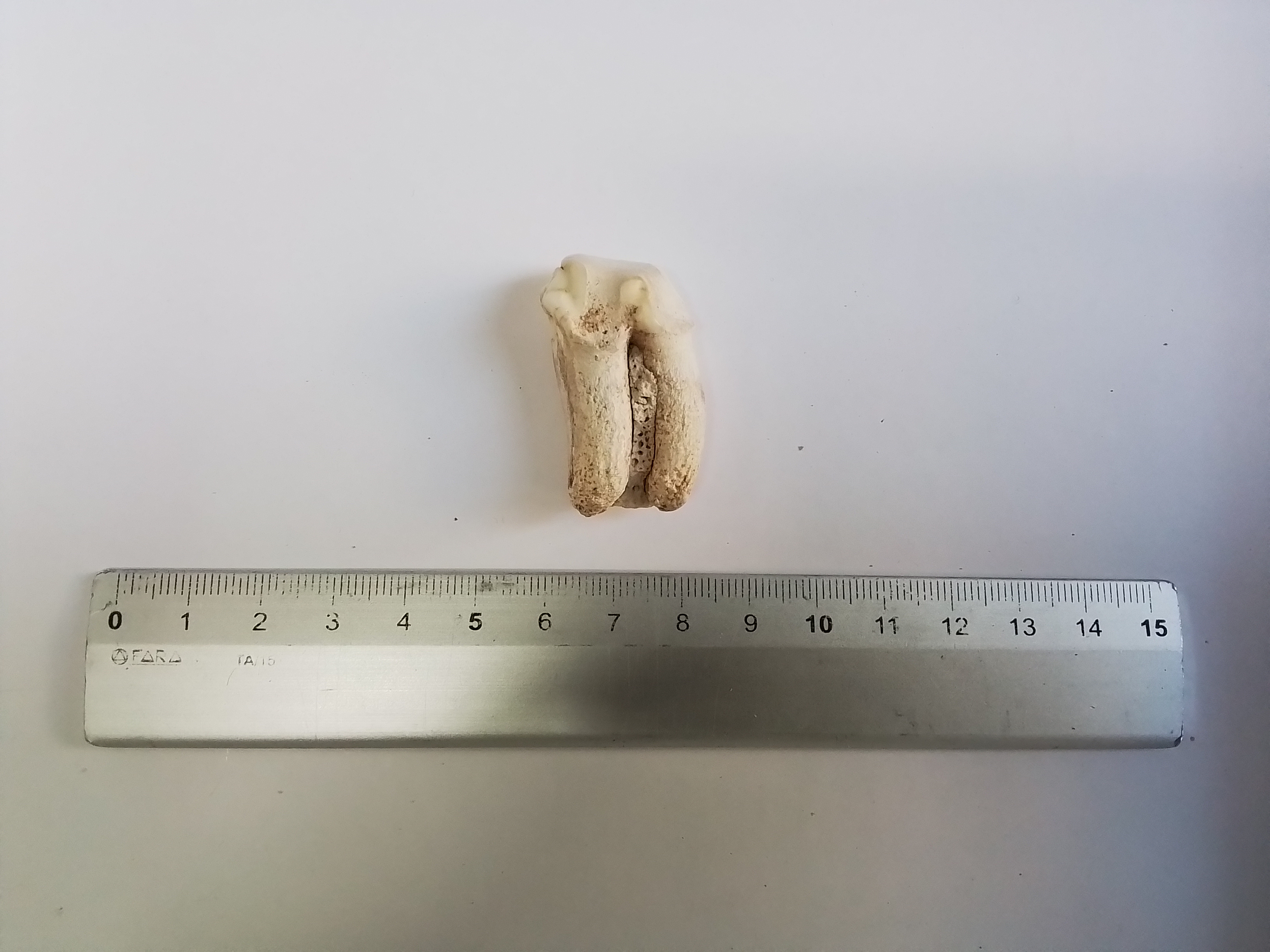 fossile (Terzo molare sinistro isolato di Crocuta crocuta spelaea, esemplare)