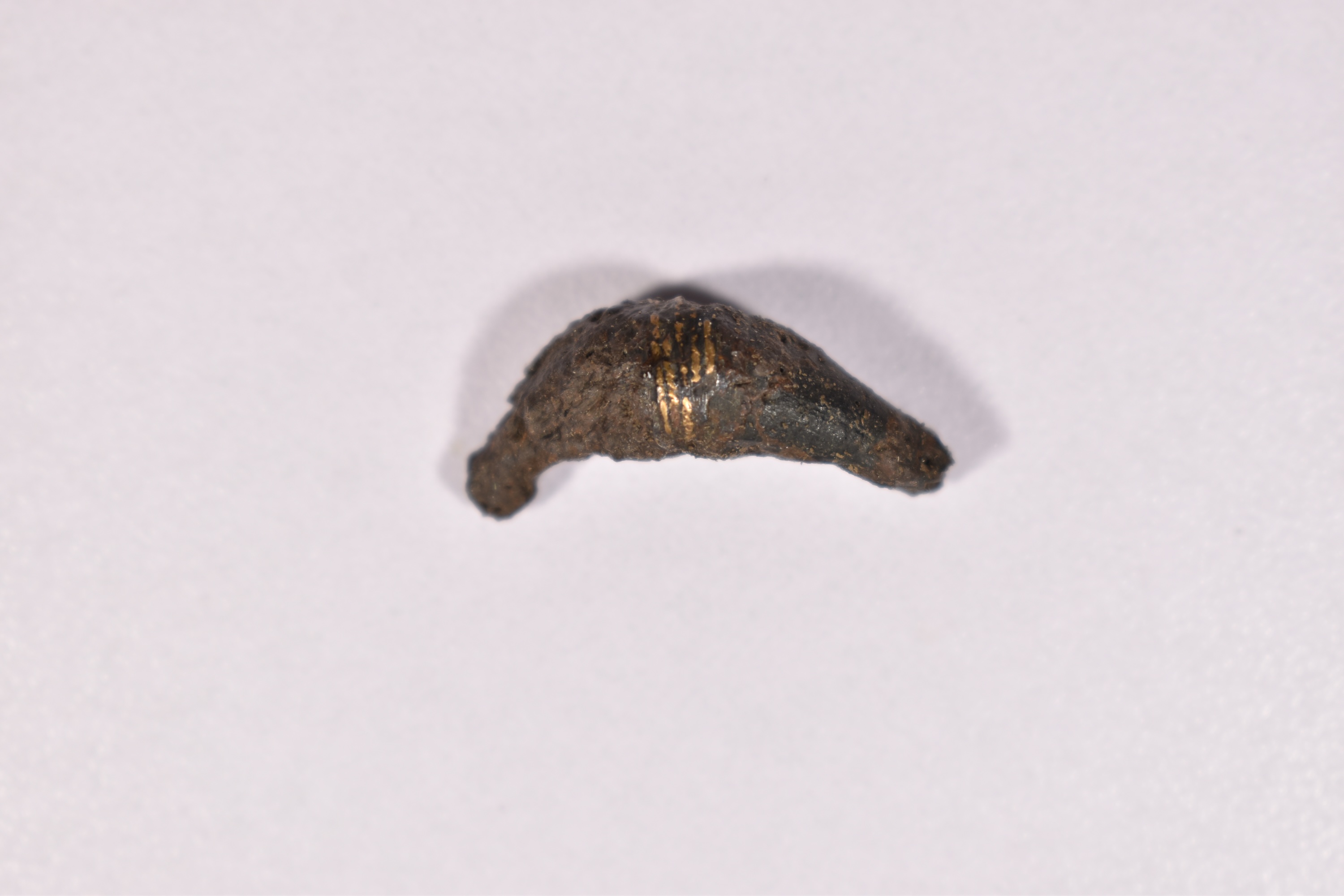 fibula (SECOLI/ IV a.C)