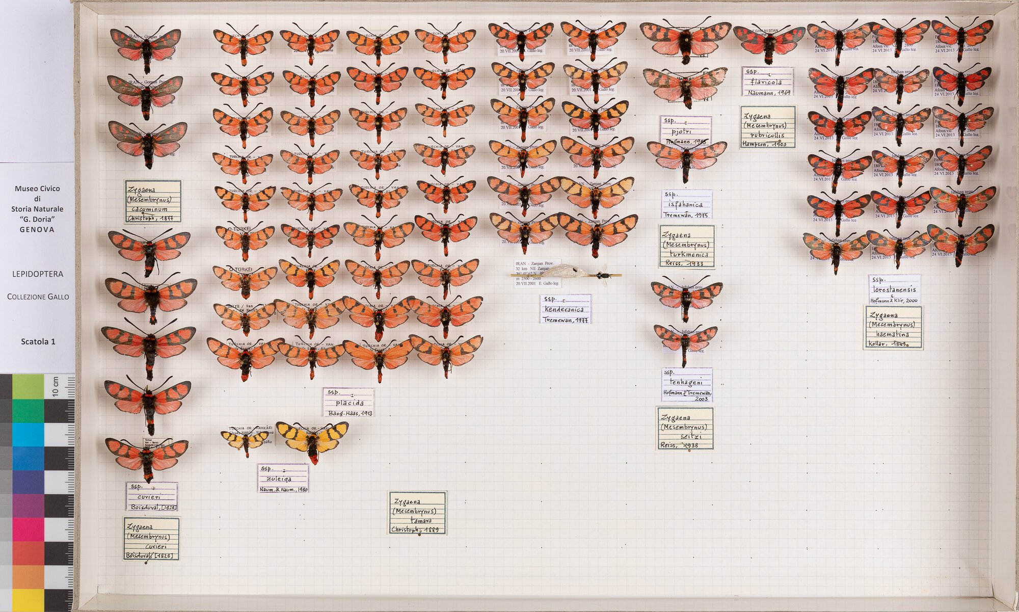 Falene zigene (serie)