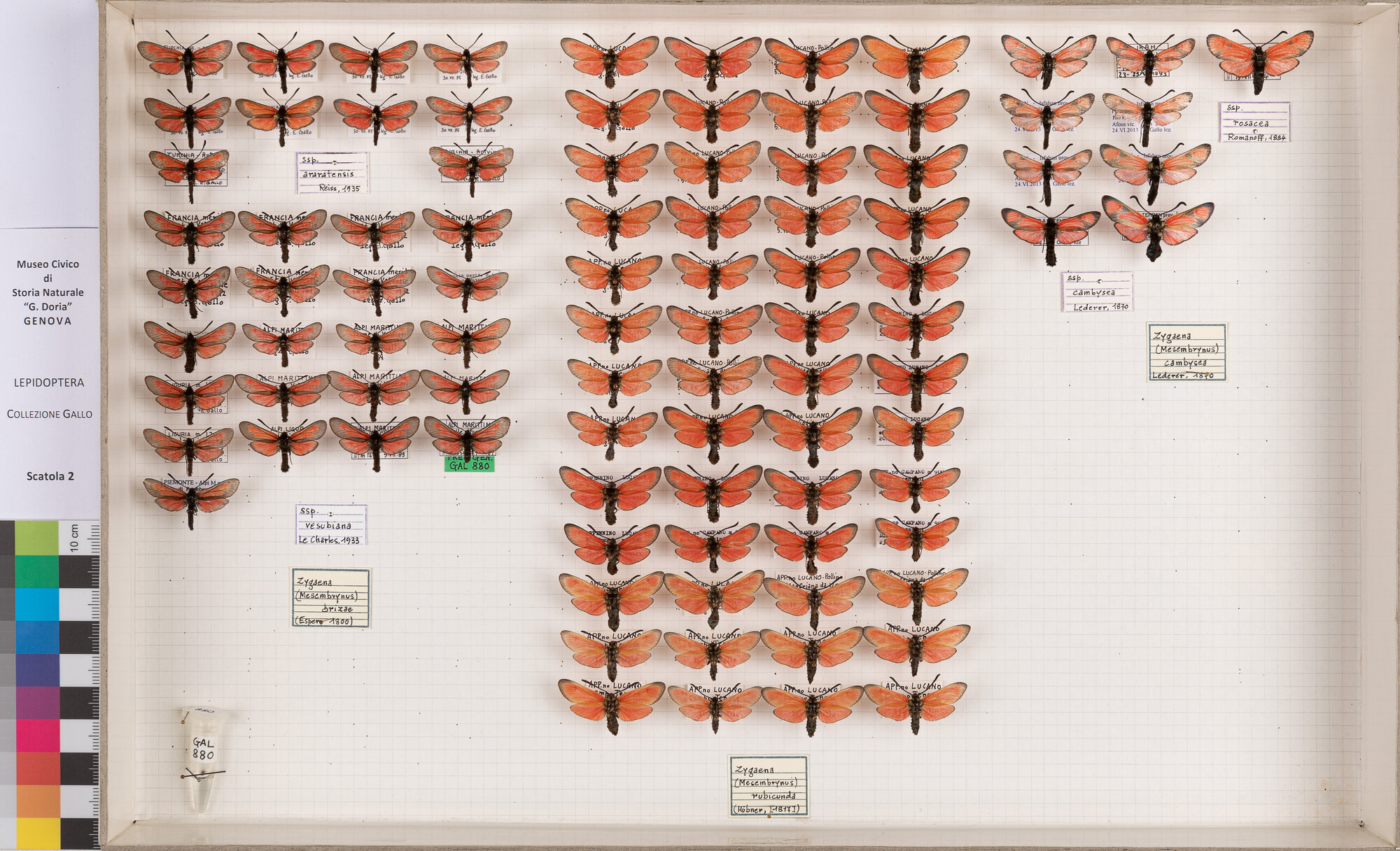 Falene zigene (serie)