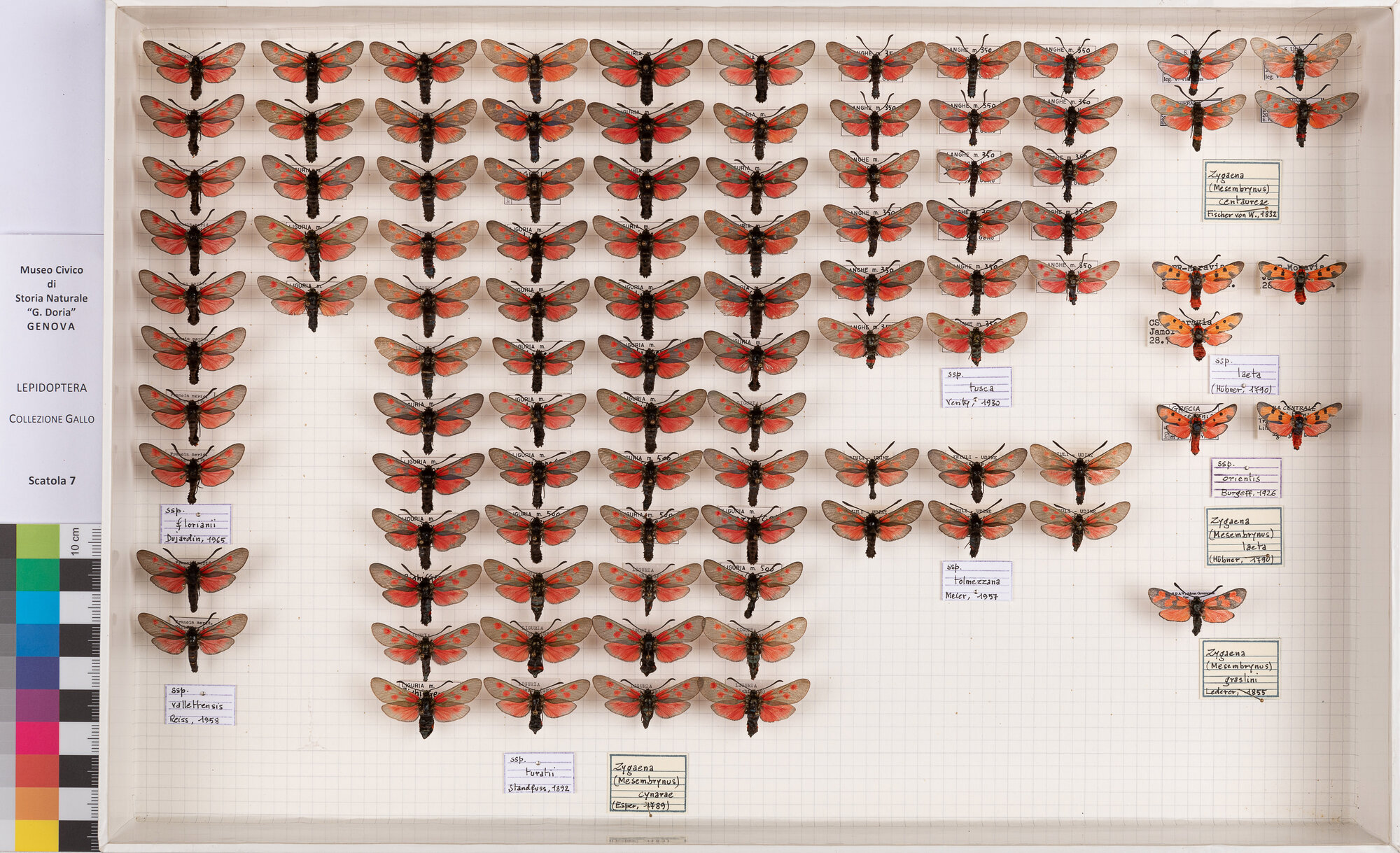 Falene zigene (serie)
