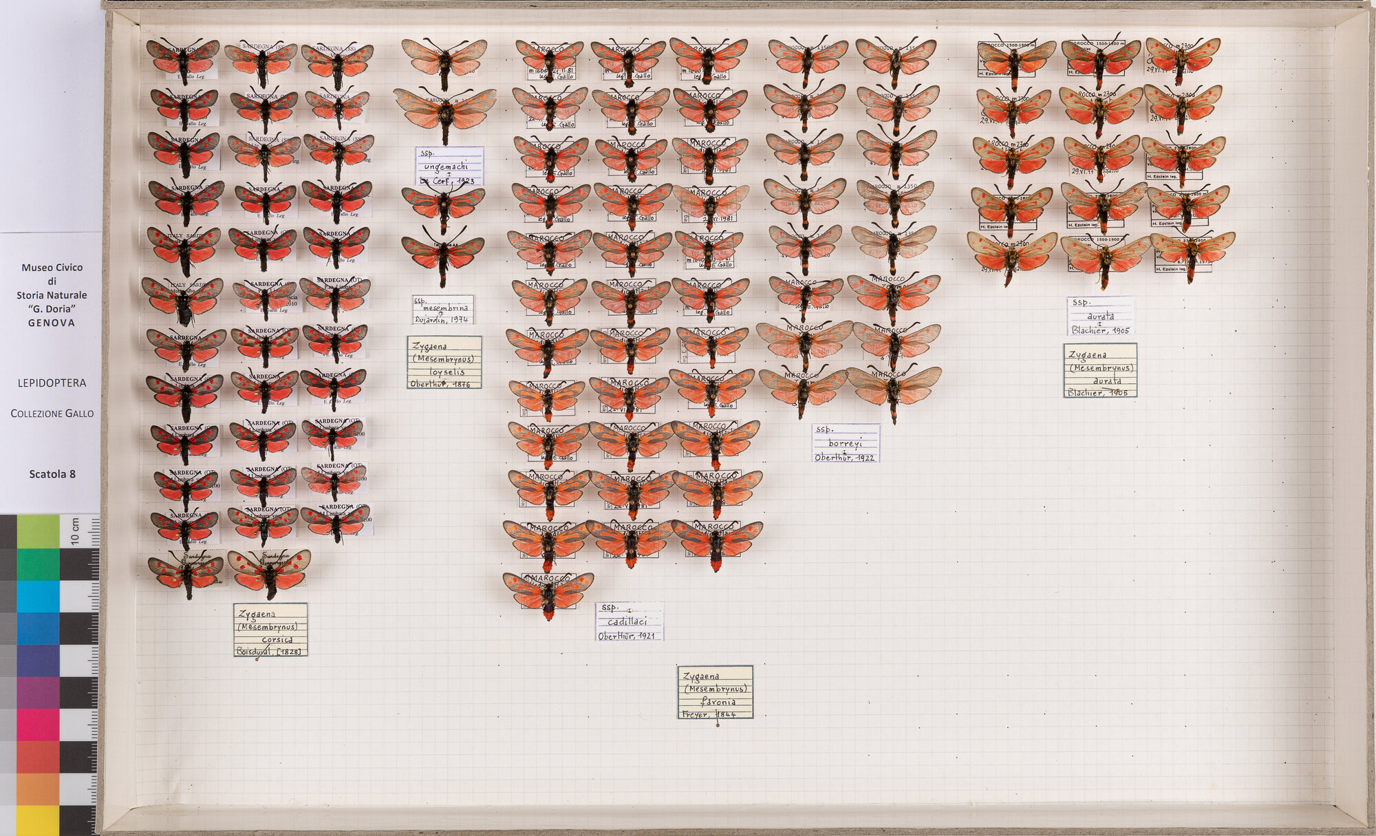 Falene zigene (serie)
