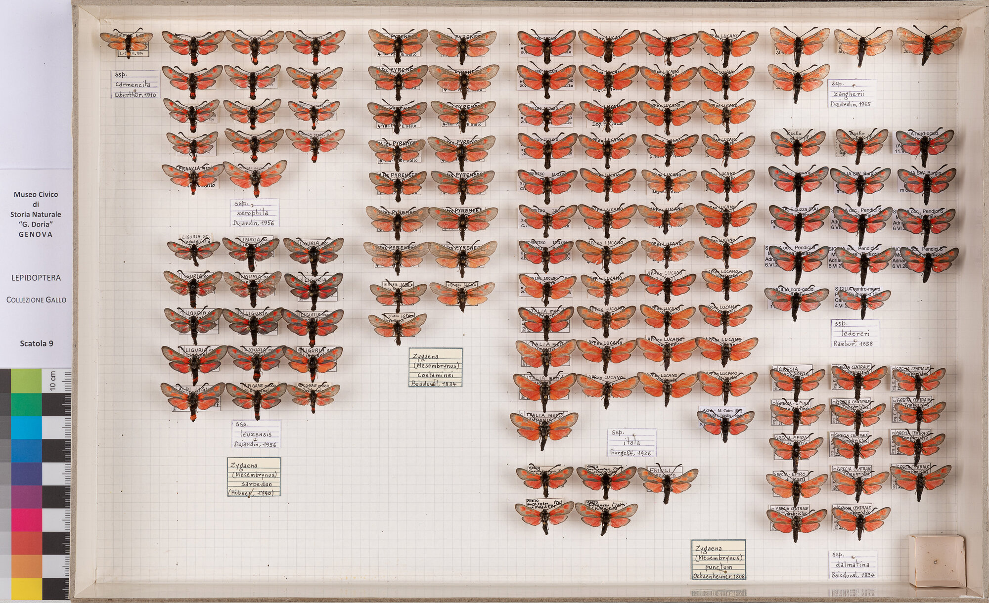 Falene zigene (serie)