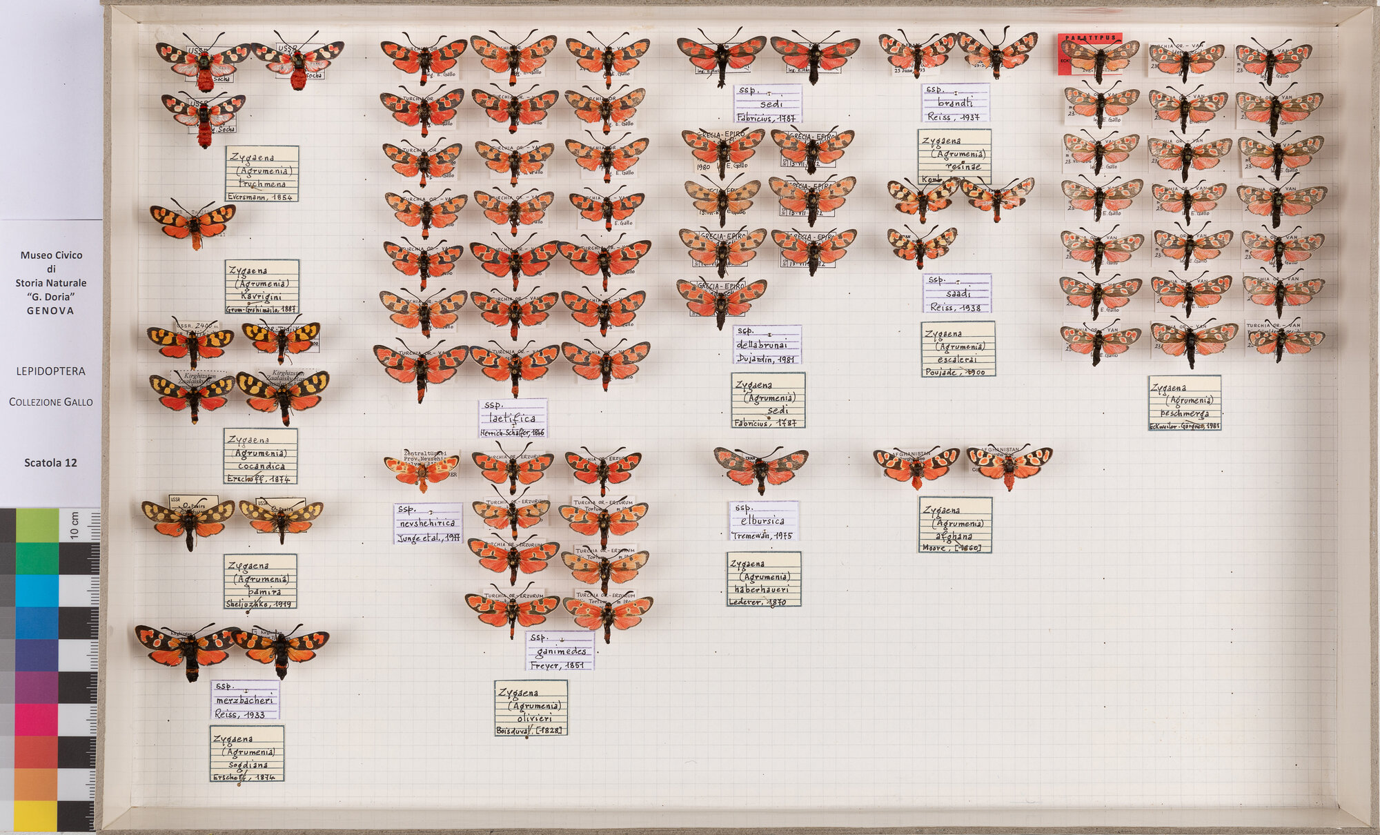 Falene zigene (serie)