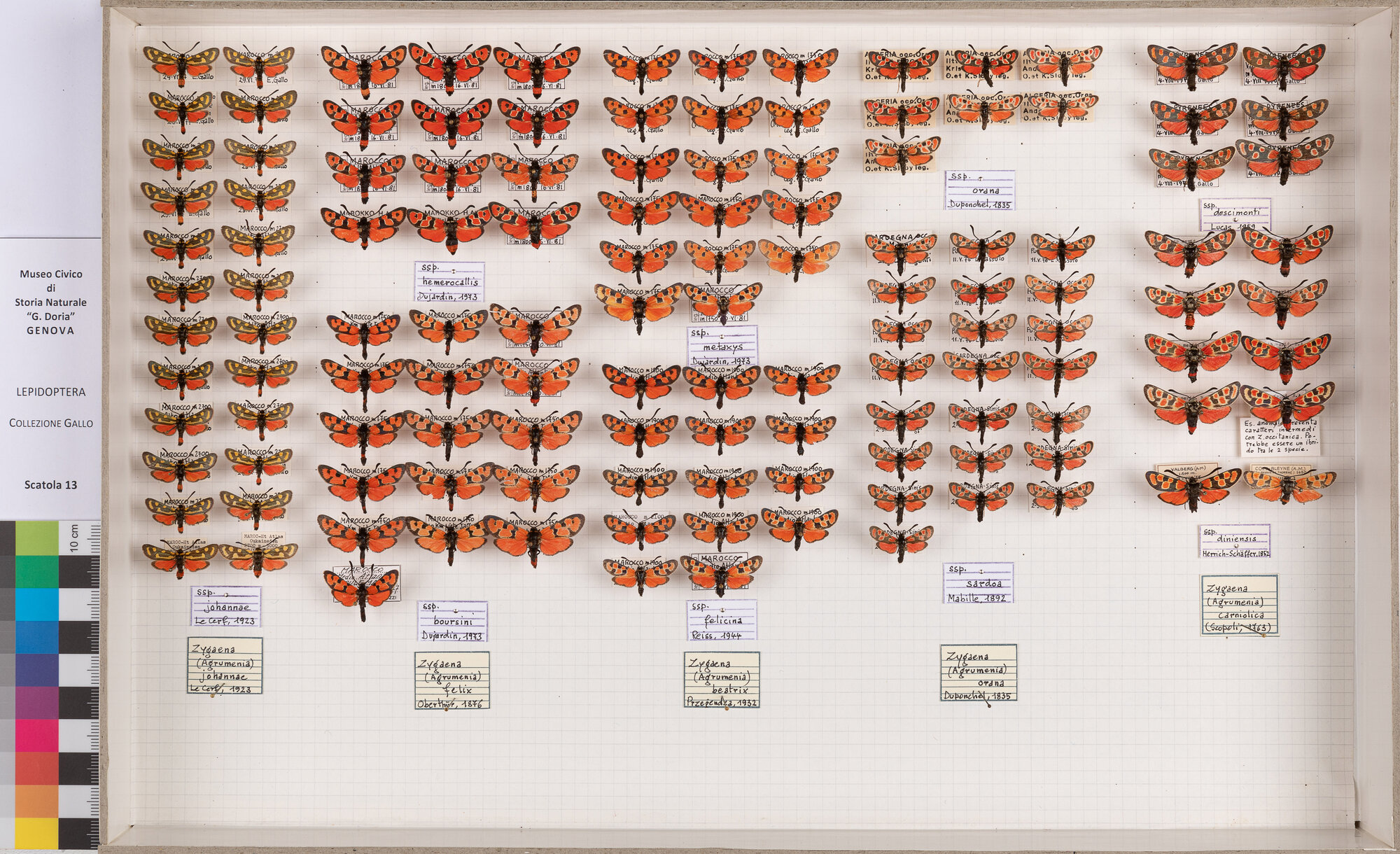 Falene zigene (serie)