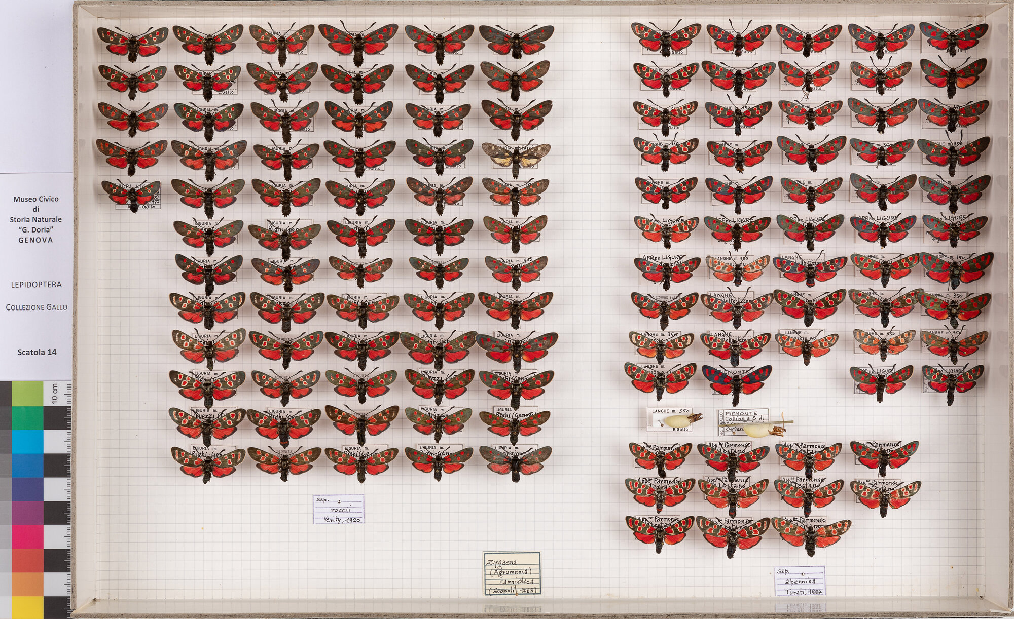 Falene zigene (serie)