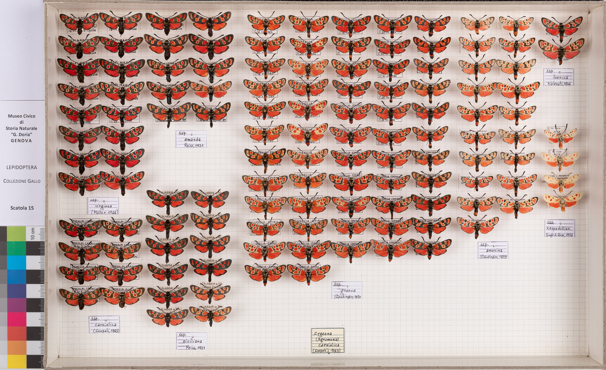 Falene zigene (serie)