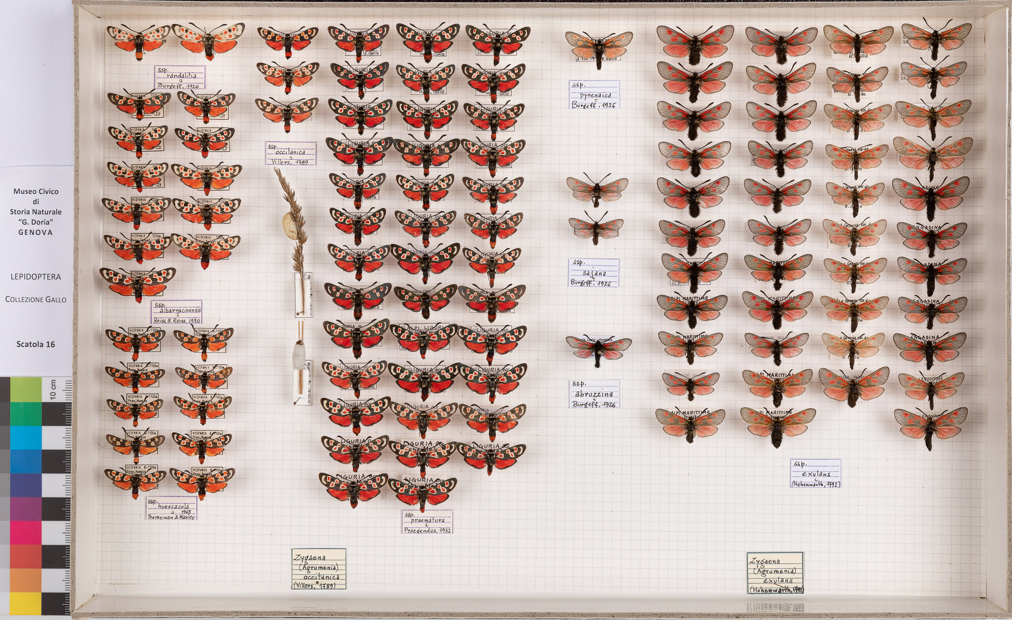 Falene zigene (serie)