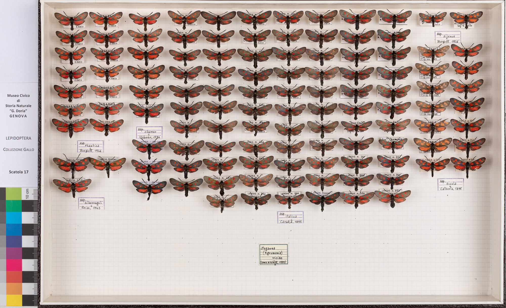 Falene zigene (serie)