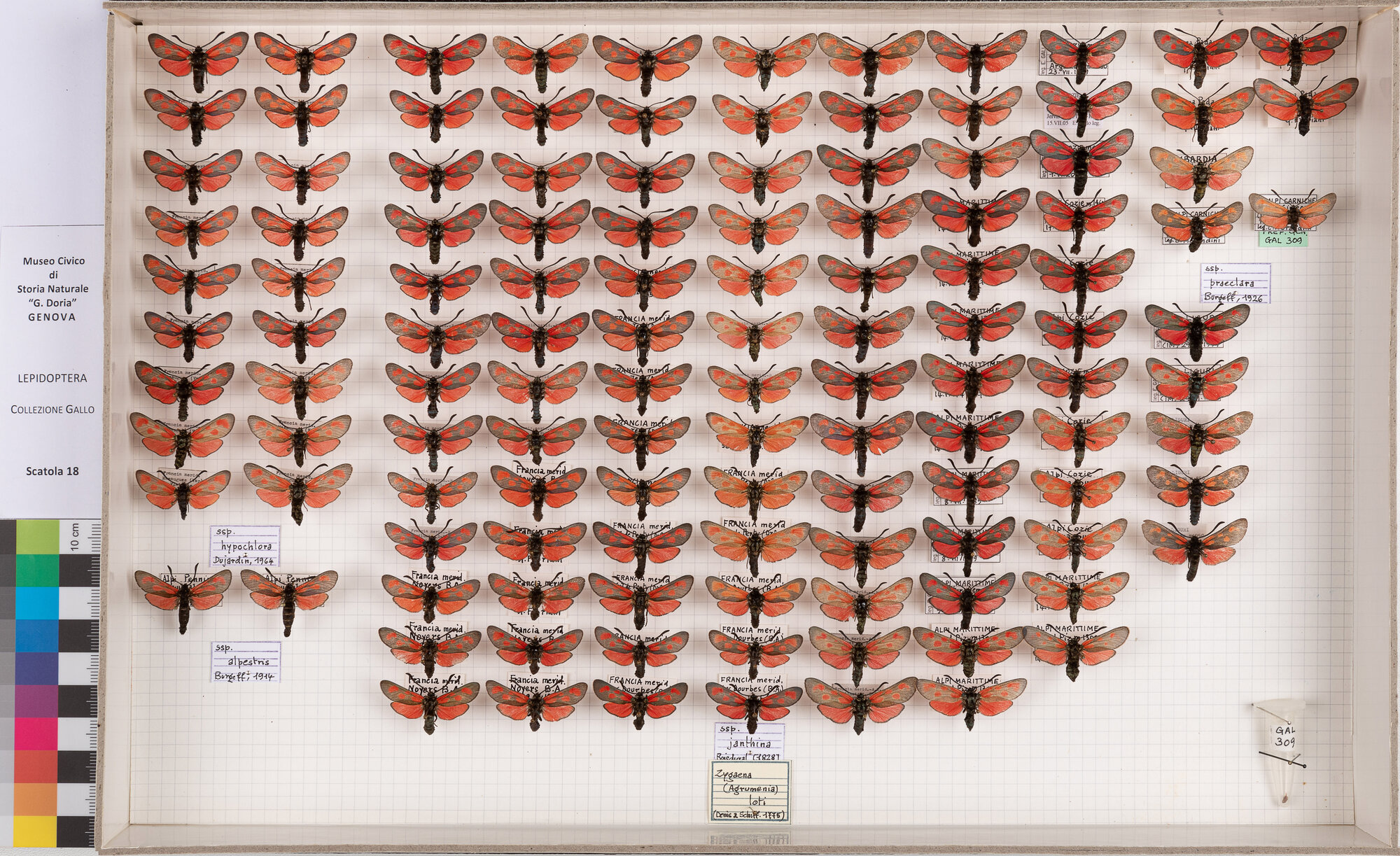 Falene zigene (serie)