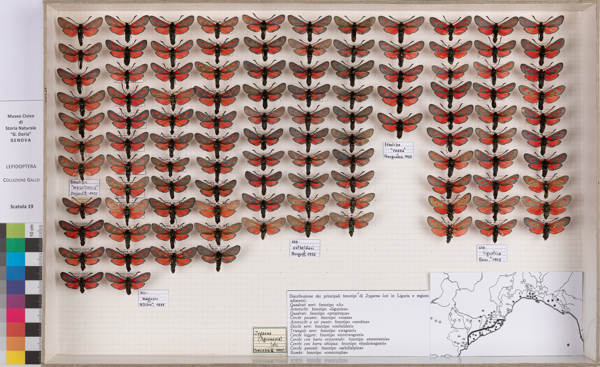Falene zigene (serie)