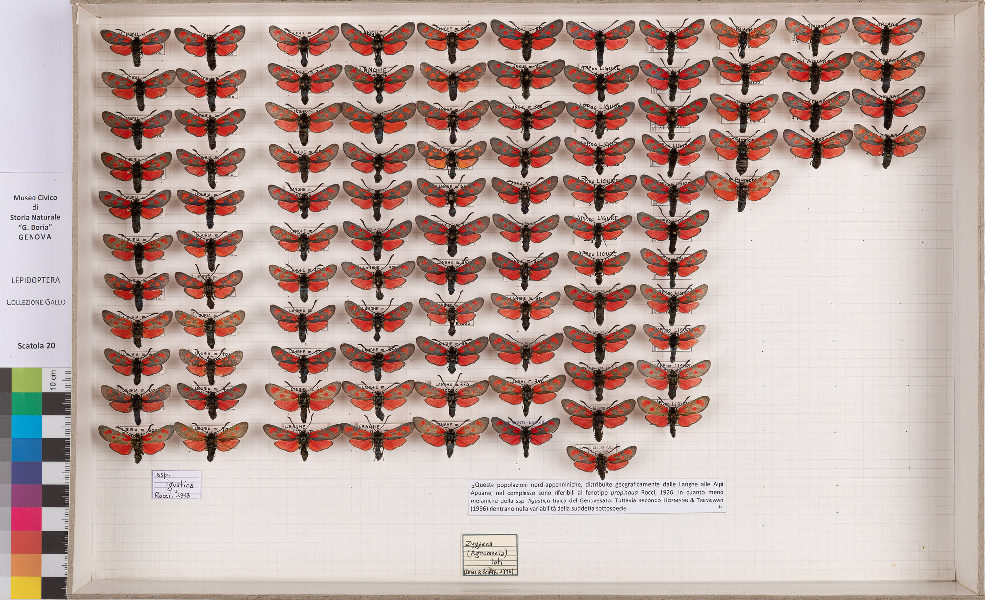 Falene zigene (serie)