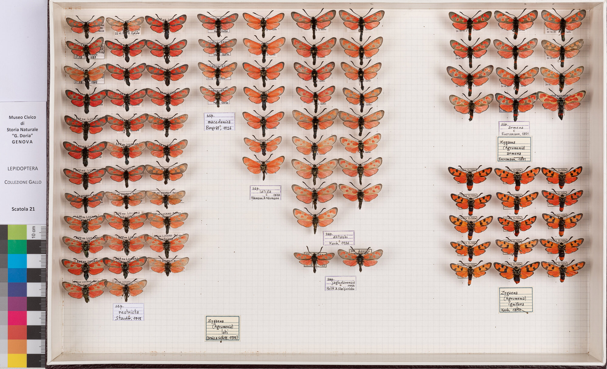 Falene zigene (serie)