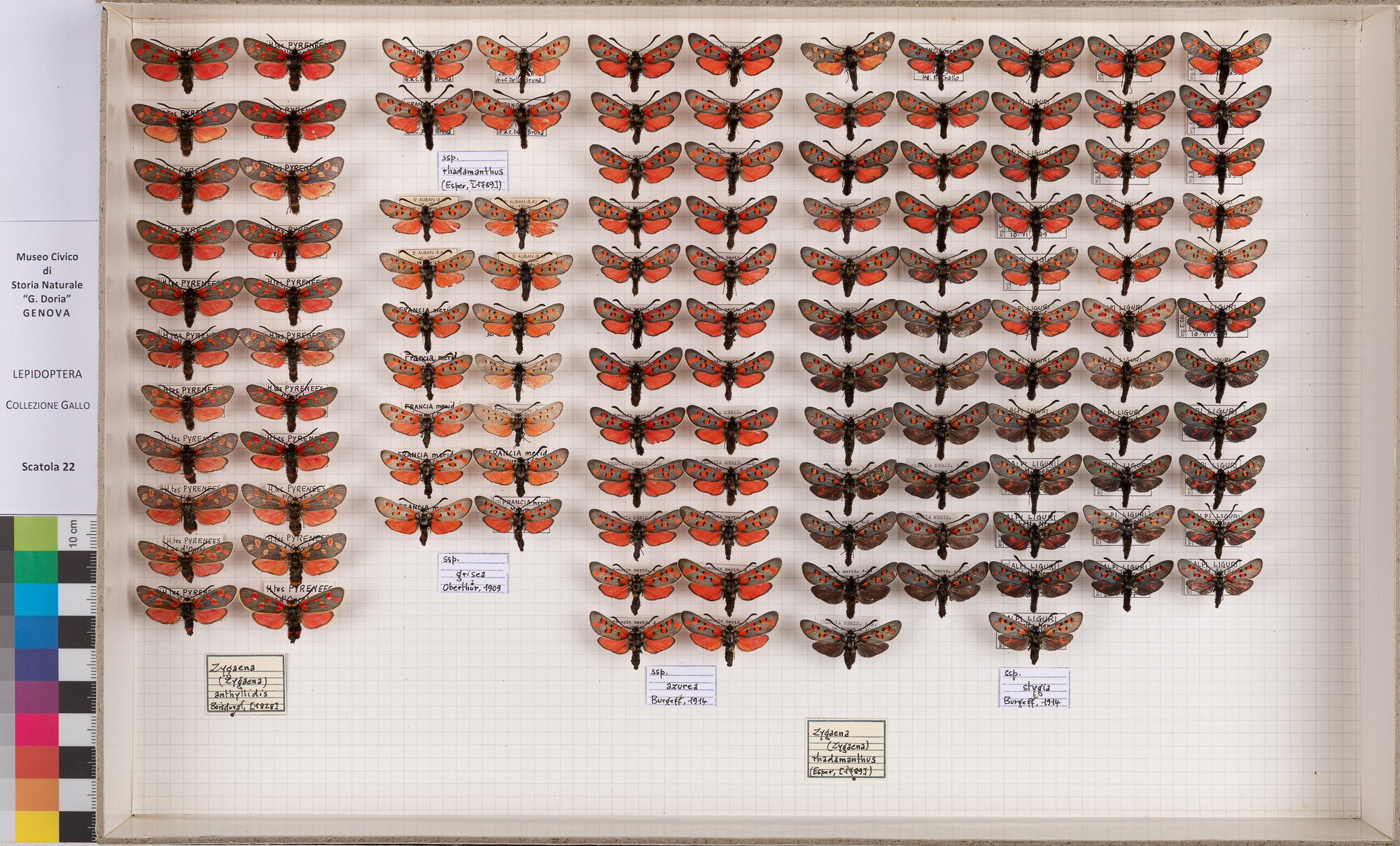 Falene zigene (serie)