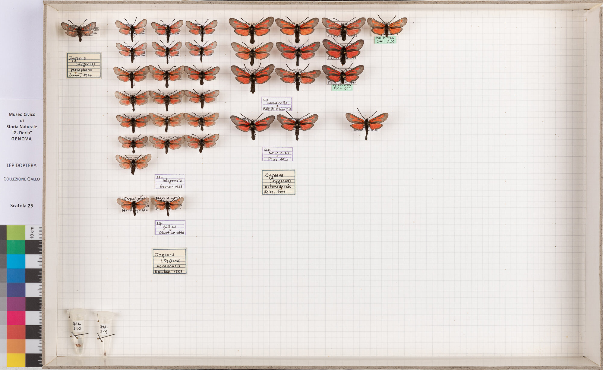 Falene zigene (serie)