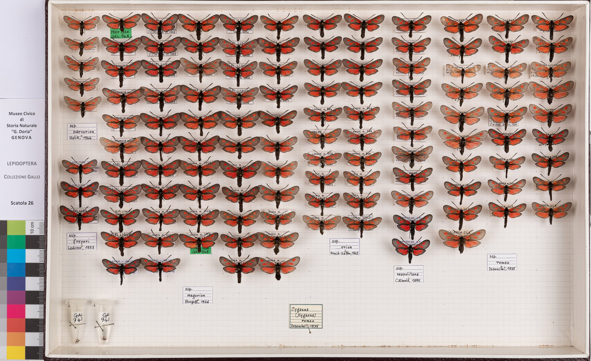 Falene zigene (serie)